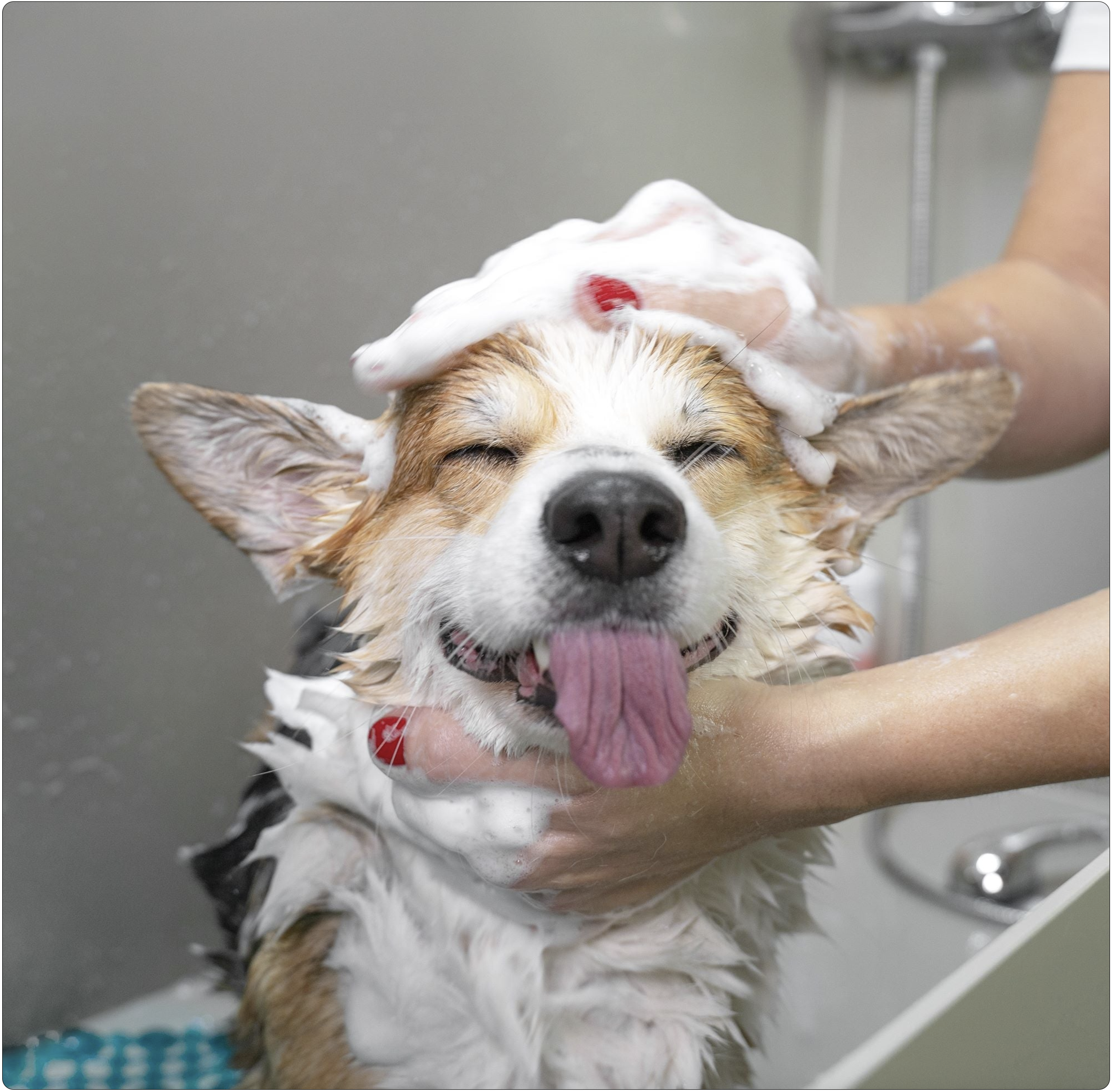 Chien dans la bassine de toilettage